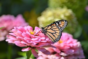A monarch butterfly enjoying a flower in the garden