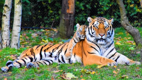Photo of Tiger and Cub Lying Down on Grass · Free Stock Photo