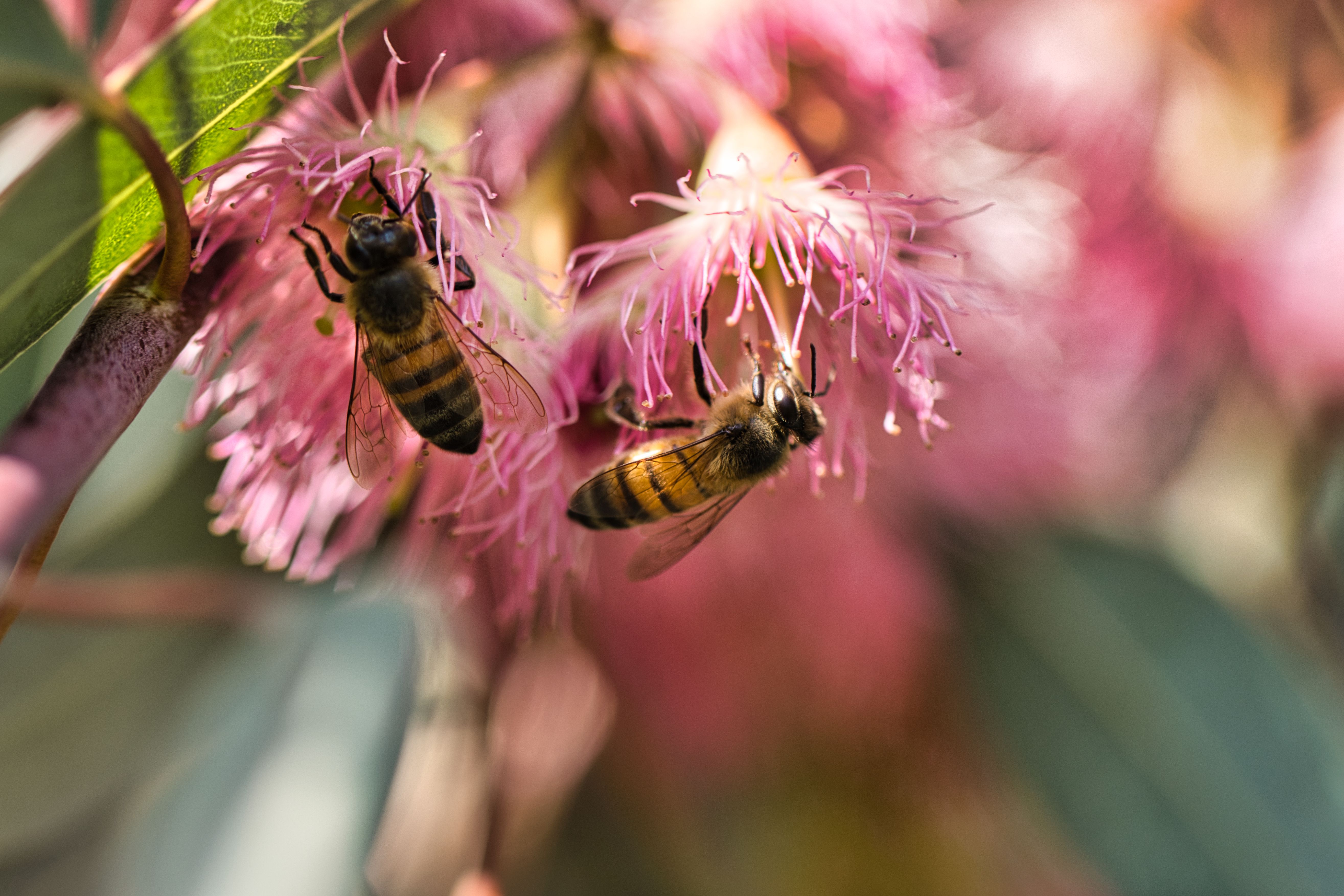 A close-up photograph of two bees pollinating flowers. 