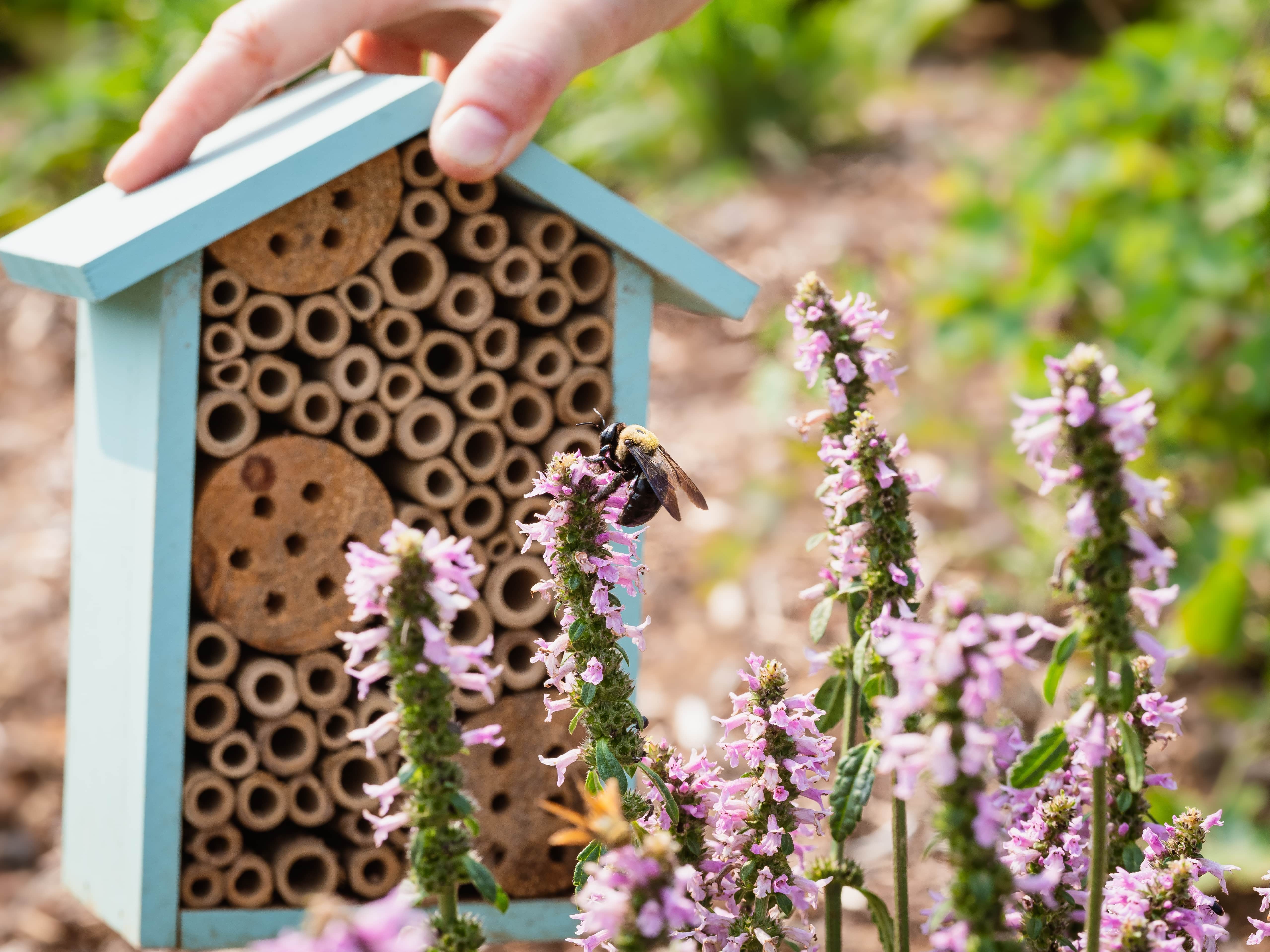 A hand on a bee hotel in a pollinator garden next to a bee getting nectar from a flower. 