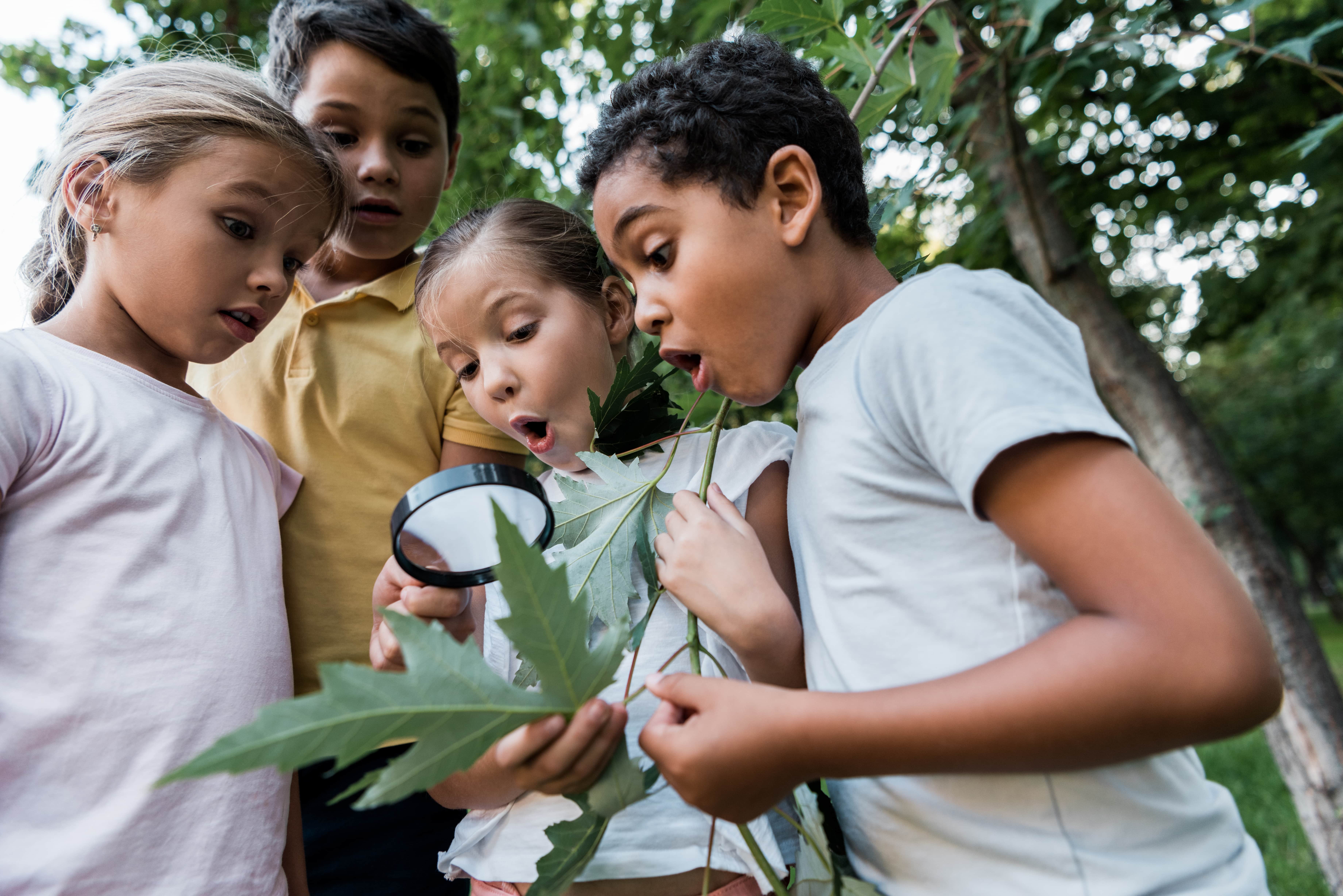 A group of children observing a large leaf and learning about math in nature. 